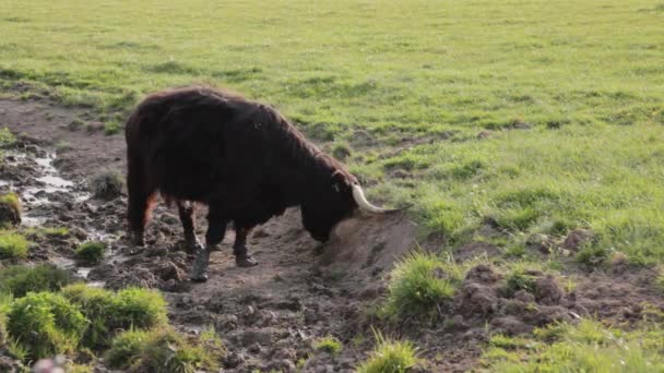 Горная корова — стоковое видео