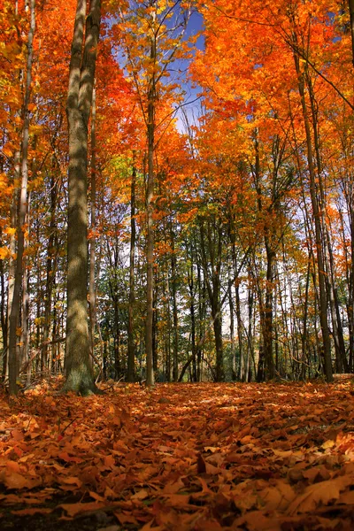 秋天树木 — 图库照片