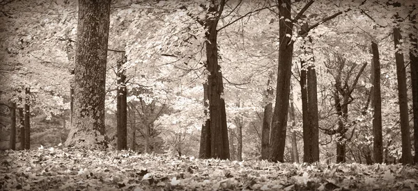 Jesienią drzewa, czarno-biały — Zdjęcie stockowe