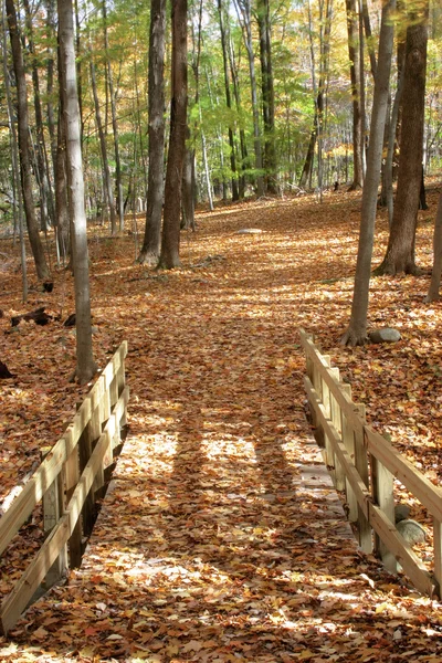 Pont à travers les bois d'automne2 — Photo