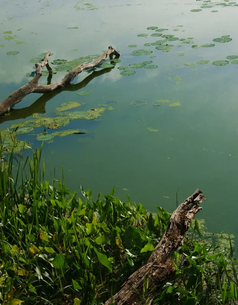 Bog scene — Stock Photo, Image