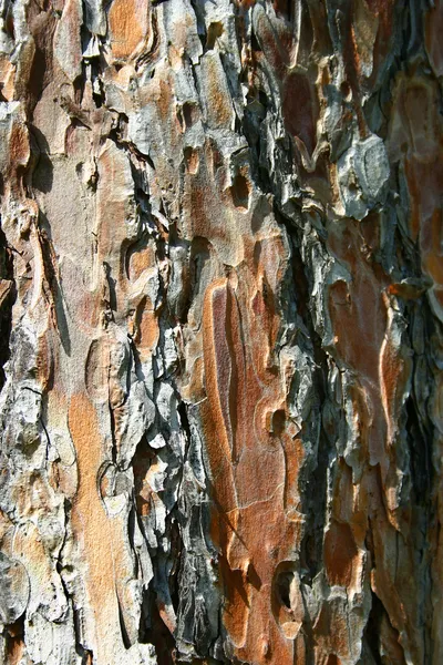 Redwood φλοιό δέντρων — Φωτογραφία Αρχείου
