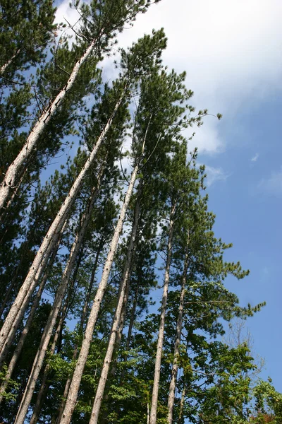 Hohe Bäume — Stockfoto