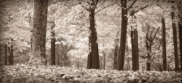 Árboles de otoño, blanco y negro Fotos de stock