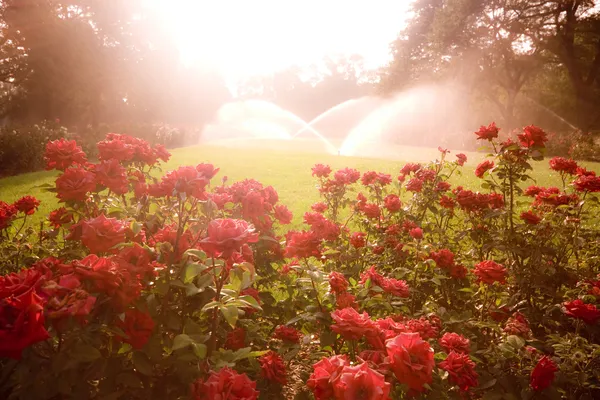 Enchanted scene with roses — Stock Photo, Image