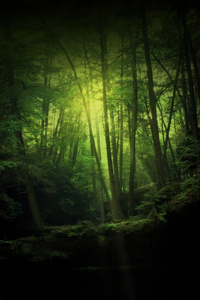 Fantasy forest Stock Photos, Royalty Free Fantasy forest Images ...