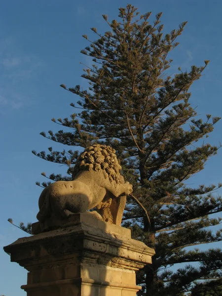 La espalda del león — Foto de Stock