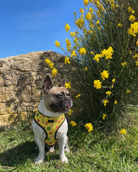 Bouledogue Français Dans Parc Près Genêt Balais Jaune — Photo