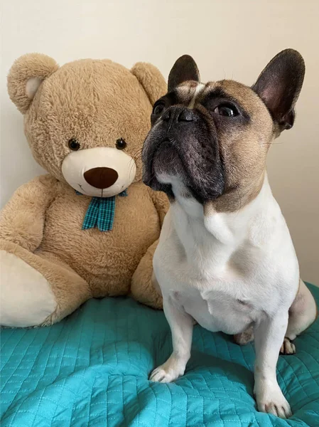 Bouledogue Français Sur Lit Avec Gros Ours Peluche Concept Amitié — Photo