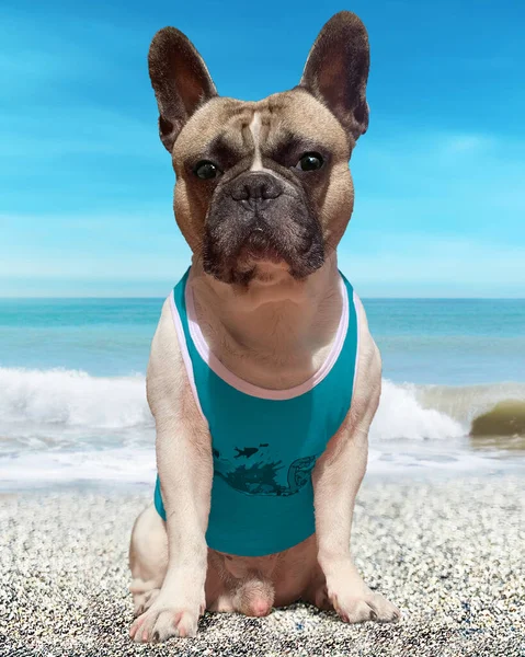 Bouledogue Français Sur Une Plage Sarde Portant Une Chemise Bleue — Photo