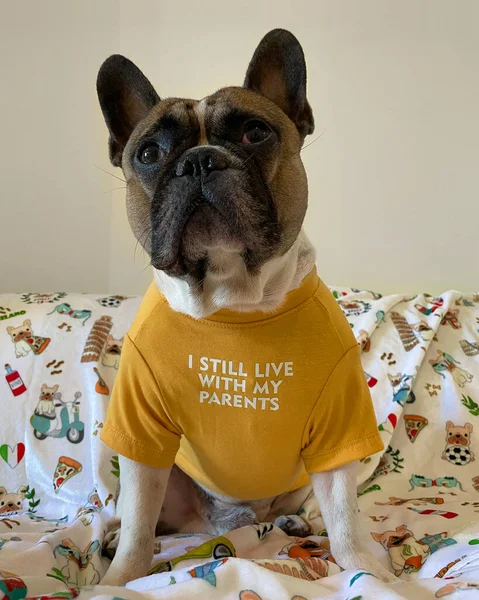 Bouledogue Français Sur Lit Portant Shirt Jaune Concept Chien Gâté — Photo