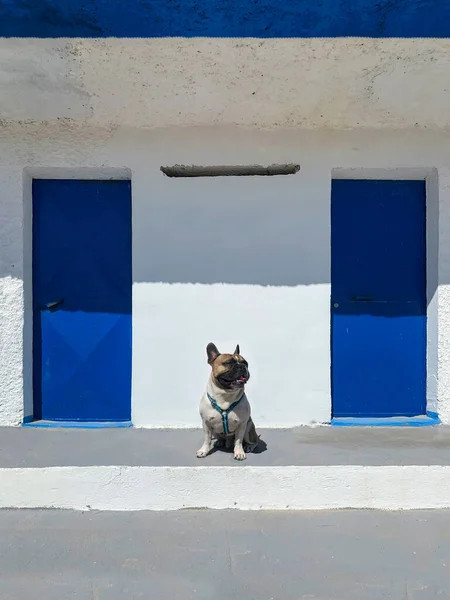 Французский Бульдог Сардинской Бане Синие Двери Белая Стена Заднем Плане — стоковое фото