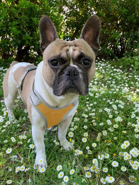 Bouledogue Français Dans Parc Herbe Verte Fleurs Marguerite — Photo