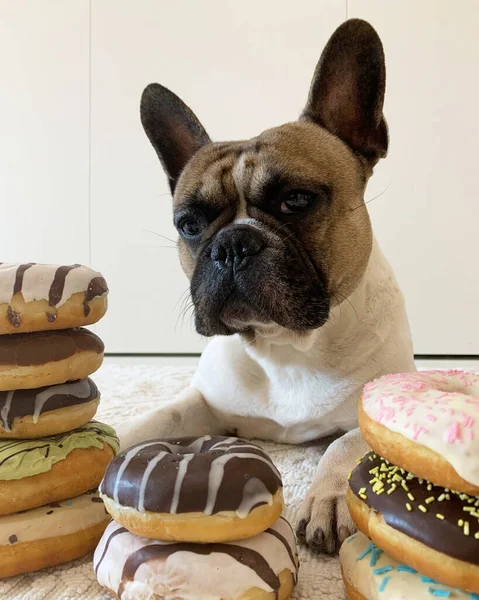 Bouledogue Français Regarder Des Beignets Concept Régime — Photo