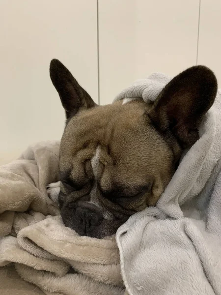法国斗牛犬用柔软的毛毯睡在狗床上 — 图库照片