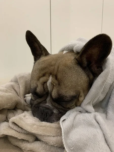 Bouledogue Français Dormant Dans Son Lit Chien Avec Couverture Douce — Photo