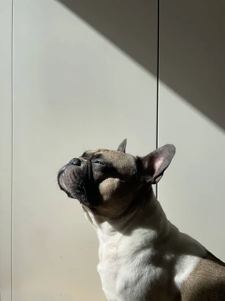 Franse Bulldog Neemt Een Zonnebad Witte Achtergrond — Stockfoto