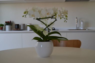 Modern mutfakta asgari masa üzerinde beyaz saksı orkidesi, iç tasarım konsepti