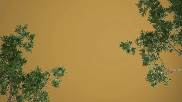 Green Leaves Tree Branch Isolated Yellow Colored Background Copy Space — Foto de Stock