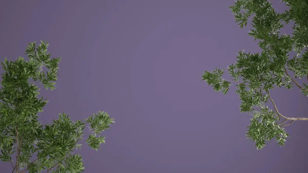 Green Leaves Tree Branch Isolated Purple Colored Background Copy Space — Photo