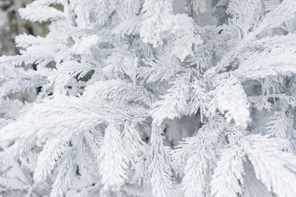 stock image Christmas tree with frozen frost on the branches