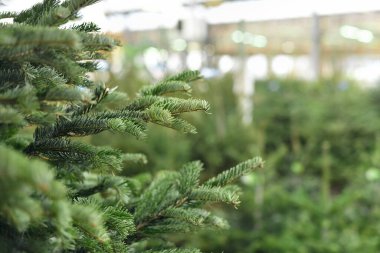 Bir dükkanda satılık Noel ağaçları