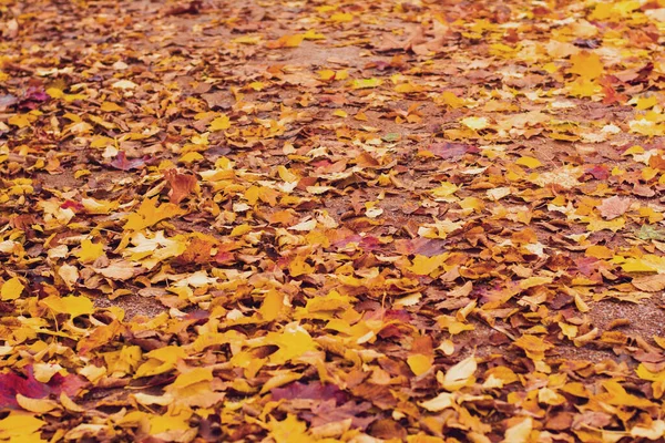 秋の黄色と赤の葉背景やテクスチャ カラフルな秋 — ストック写真