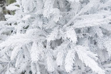 Donmuş Frost'un üzerinde dalları arka plan ile Noel ağacı