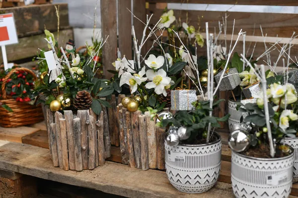 Karácsonyi Kompozíció Virágokkal Egy Edényben Tél — Stock Fotó