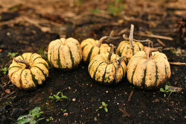 Small pumpkins in a garden Fall Season