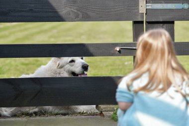 Little girl looks at the dog over the fence of the neighbors clipart