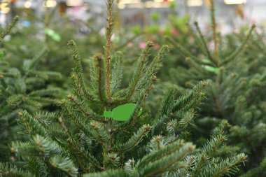 Bir dükkanda satılık Noel ağaçları