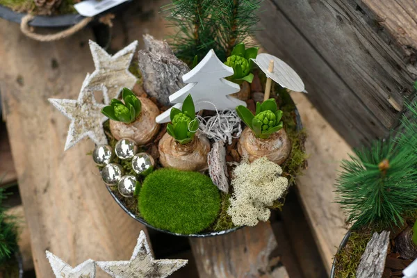 Vánoční Kompozice Hyacinty Vánocům — Stock fotografie