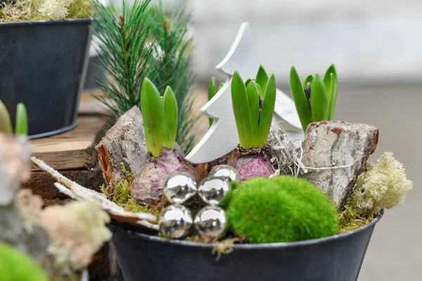 Kerstcompositie Met Hyacinten Voor Kerstmis — Stockfoto
