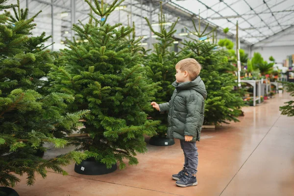 小さな男の子は市場でクリスマスツリーを選択します。. — ストック写真