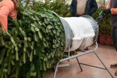 Satış elemanı kesilmiş bir Noel ağacını plastik bir ağa sardı.