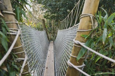 A suspended wooden bridge in the rainforest