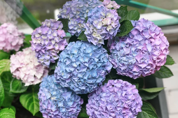 Mavi bir ortanca çiçeğinin arka planı, Hortensiya çiçeği — Stok fotoğraf