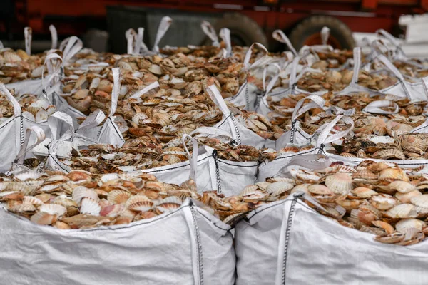 Bags Empty Scallop Shell Processing — Stock Photo, Image