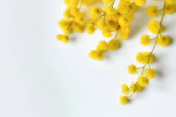 Mimosa Primavera Sobre Fondo Blanco Vista Superior — Foto de Stock