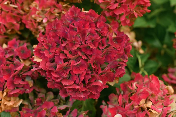 Вид Квітки Червоної Гідрагеї Ортензія — стокове фото