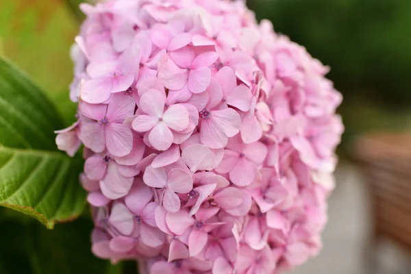 Pembe bir ortanca çiçeği, Bloom Hortensia çiçeği. — Stok fotoğraf