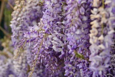 İlkbaharda açan mor salkımlar