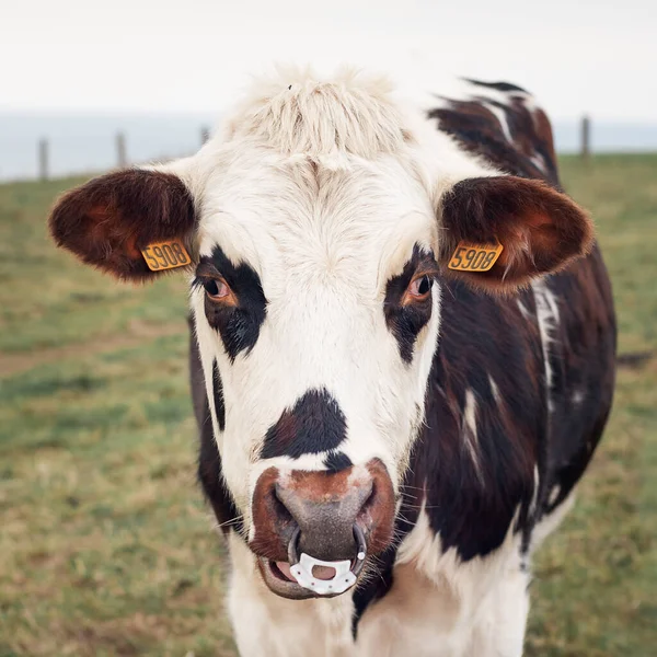 Vache Tachetée Nez Percé Normandie France — Photo