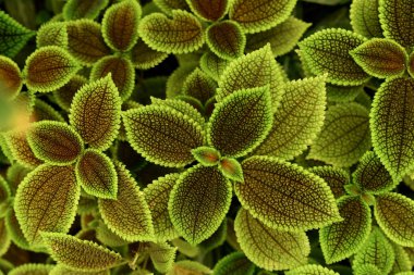 Pilea mollis, Urticaceae familyasından bir tür.