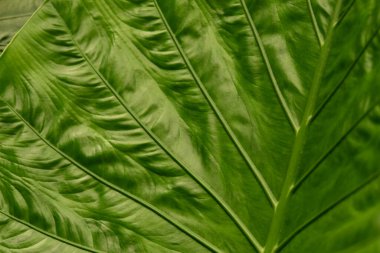 Damarlı yeşil Yaprak dokusu