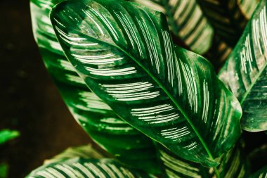 Calathea Majestica 'nın bitki yaprakları