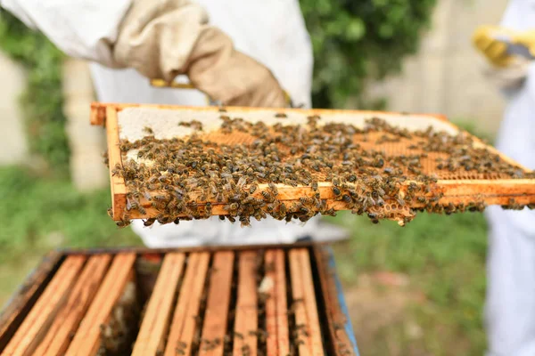 Een Bijenkorf Met Bijen Sluiten — Stockfoto