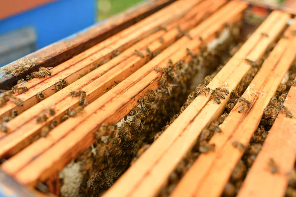 Улей Пчелами Закрыть — стоковое фото