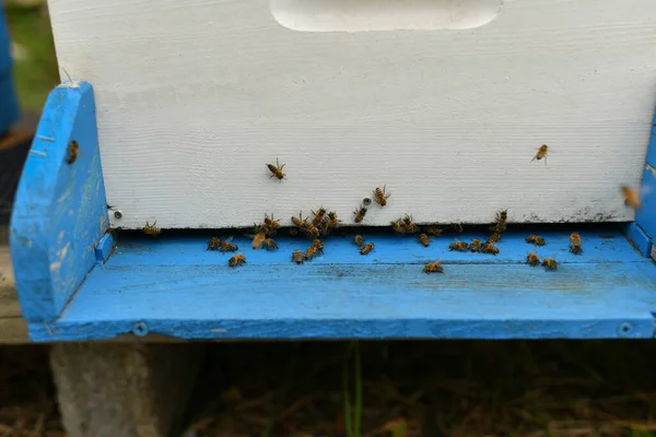 Пчелы Летят Коробку Деревянный Улей — стоковое фото